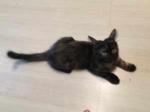 Москва и МО ЗаМУРчательный котенок Майя - 5.jpg