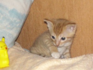 Отдам даром прелестного котенка-мальчик 1.5 месяцев - CIMG4430.JPG