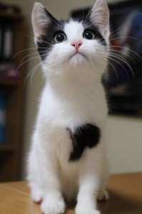 Москва и МО Котенок по имени Найт Ему около 4х месяцев, мы умны, красивы и воспитаны, привит и полностью здоров. Найт - 1.jpg