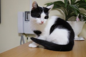 Москва и МО Котенок по имени Найт Ему около 4х месяцев, мы умны, красивы и воспитаны, привит и полностью здоров. Найт - 2.jpg