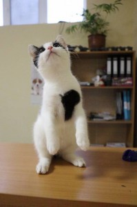 Москва и МО Котенок по имени Найт Ему около 4х месяцев, мы умны, красивы и воспитаны, привит и полностью здоров. Найт - 4.jpg