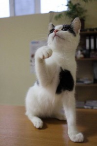 Москва и МО Котенок по имени Найт Ему около 4х месяцев, мы умны, красивы и воспитаны, привит и полностью здоров. Найт - 5.jpg