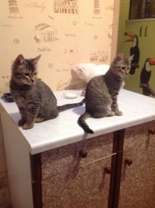 ДАША И КЕША