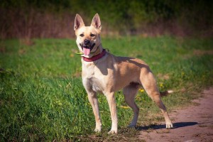 Москва и МО Собачка по имени Кайса Собака в дар – очаровательная, очень красивая девочка Кайсочка, только в хорошие рук - 1.jpg