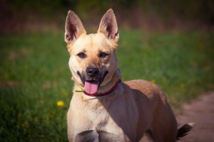 Москва и МО Собачка по имени Кайса Собака в дар – очаровательная, очень красивая девочка Кайсочка, только в хорошие рук - 2.jpg