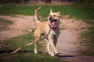 Москва и МО Собачка по имени Кайса Собака в дар – очаровательная, очень красивая девочка Кайсочка, только в хорошие рук - 3.jpg