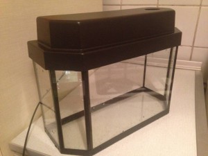 Красноухая черепаха в добрые руки - IMG_5552.JPG