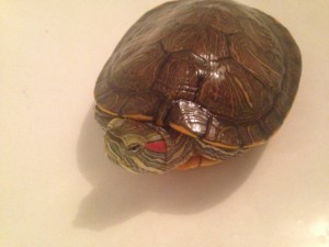 Красноухая черепаха в добрые руки - IMG_5554.JPG