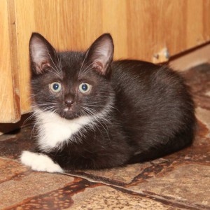 Котята в добрые руки - IMG_5711.JPG