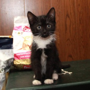 Котята в добрые руки - IMG_5745.JPG