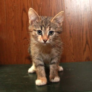 Котята в добрые руки - IMG_5748.JPG