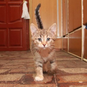 Котята в добрые руки - IMG_5750.JPG