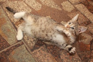 Котята в добрые руки - IMG_5752.JPG