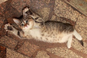 Котята в добрые руки - IMG_5753.JPG