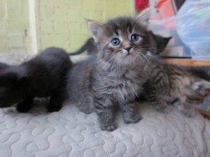 Подарю котят хорошим людям - IMG_4095.JPG