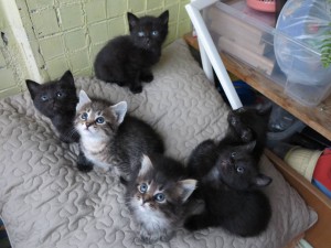 Подарю котят хорошим людям - IMG_4109.JPG