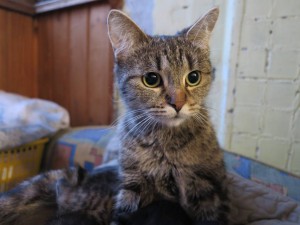 Подарю котят хорошим людям - IMG_4121.JPG