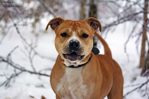 КИАРА В ДОБРЫЕ РУКИ-СТАФФКА. - oMM_Z1erArQ.jpg