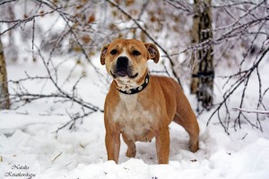 КИАРА В ДОБРЫЕ РУКИ-СТАФФКА. - RB8QVS7kD0Y.jpg