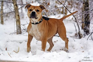 КИАРА В ДОБРЫЕ РУКИ-СТАФФКА. - wd2Z30NKsjk.jpg