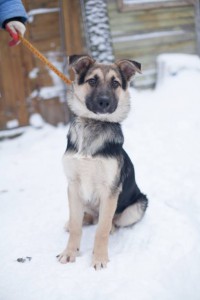 Спасите Собака  - IMG_6106.jpg