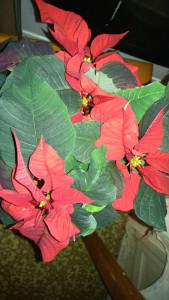 Пуансеттия - 1480126831633.jpg