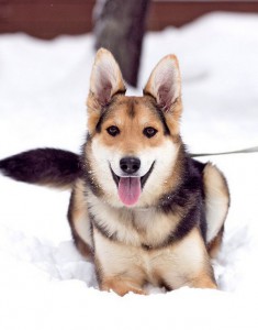 Москва и МО Щеночек Мэйси – покорительница сердец - 1.jpg