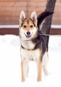 Москва и МО Щеночек Мэйси – покорительница сердец - 2.jpg