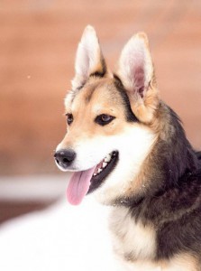 Москва и МО Щеночек Мэйси – покорительница сердец - 3.jpg