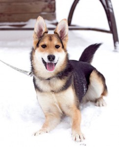 Москва и МО Щеночек Мэйси – покорительница сердец - 4.jpg