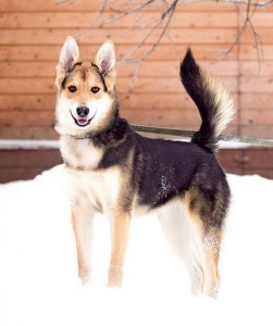 Москва и МО Щеночек Мэйси – покорительница сердец - 5.jpg