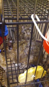 2 веселых дегу с клеткой ищут новый дом - 20161127_160534.jpg