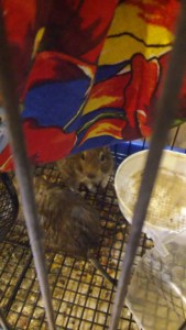 2 веселых дегу с клеткой ищут новый дом - 20161127_155713.jpg