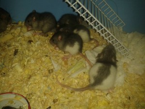 Отдам крысят дамбо - 20161122_215803.jpg