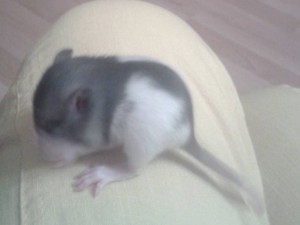 Отдам крысят дамбо - крысенок1.jpg