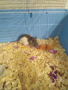 Отдам крысят дамбо - солнечный крысенок.jpg