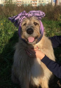 Москва и МО Ищет дом магическая собака  - 2.jpg