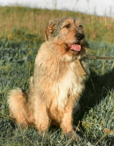 Москва и МО Ищет дом магическая собака  - 3.jpg