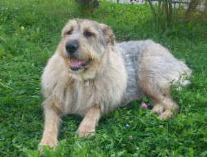 Москва и МО Ищет дом магическая собака  - 4.jpg