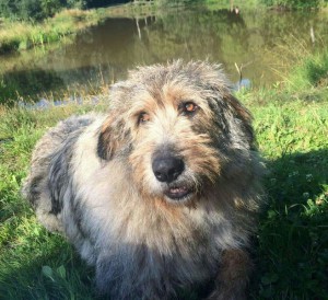 Москва и МО Ищет дом магическая собака  - 5.jpg