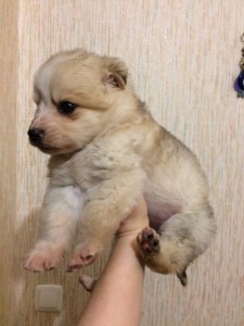 Отдам щенка девочка метис шпиц - viber image 1.jpg