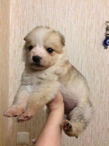 Отдам щенка девочка метис шпиц - viber image.jpg