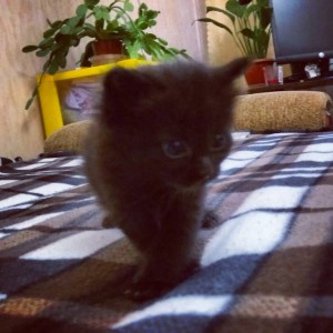 Отдам черных котят в добрые руки - IMG_20161128_225751.jpg