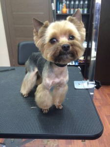 Стрижка собак и кошек - IMG_3733 (1).JPG