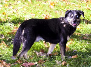 Москва и МО Песики Жан и Дождик ищут дом Познакомьтесь с двумя братиками, Дождиком и Жаном - 1.jpg