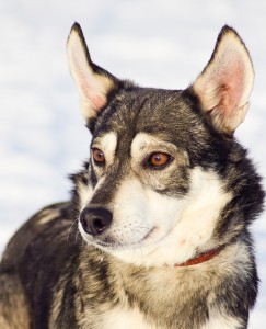 Москва и МО Песики Жан и Дождик ищут дом Познакомьтесь с двумя братиками, Дождиком и Жаном - 2.jpg
