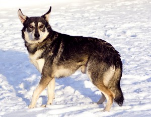 Москва и МО Песики Жан и Дождик ищут дом Познакомьтесь с двумя братиками, Дождиком и Жаном - 4.jpg