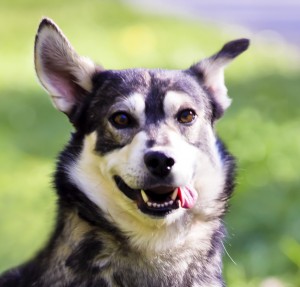 Москва и МО Песики Жан и Дождик ищут дом Познакомьтесь с двумя братиками, Дождиком и Жаном - 5.jpg