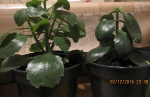 Спатифиллум,каланхоэ ЗАБРАЛИ все-Спасибо  - 2016-12-02 20-38-56.JPG