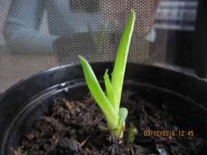 Спатифиллум,каланхоэ ЗАБРАЛИ все-Спасибо  - 2016-12-03 09-45-22.JPG